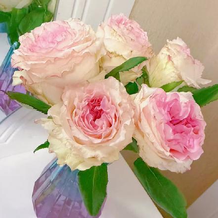 【蕞便宜】卷边洛神玫瑰1支，冰淇淋烫头，比洛神颜色更浅，但更有仙气（另购鲜花保鲜剂，可延长1倍花期）