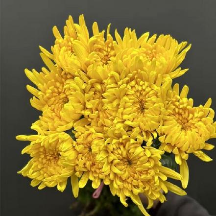 【蕞便宜】【清明祭拜】黄色菊花1支，祭祖拜山，用最简单的方式，寄托最深的思念