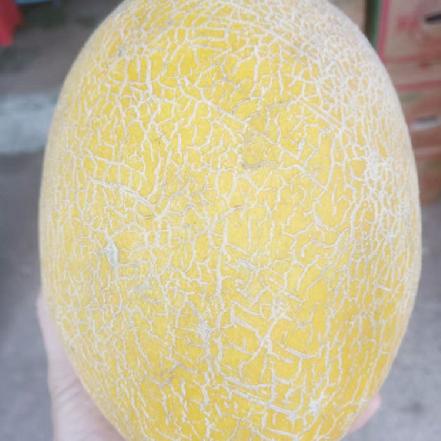 【特色爆品】金帝翡翠绿哈密瓜2.5-2.8斤/个（下刀脆响，入口爆汁，从瓜心到瓜边全是甜）