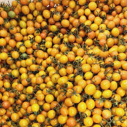 【秒杀】【树上熟】新鲜采摘夏日阳光黄金圣女果250g，黄姑娘，香甜爆汁，一眼就爱上它