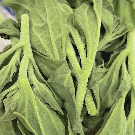 【优质食材】【农家自种】新鲜现摘冰草300g（口感脆嫩，火锅、凉拌、沙拉，一口爆汁的美味）