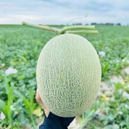 【蕞便宜】新疆哈密瓜，核心产区约3.5斤-4.5斤 ，核心产区，脆甜多汁 
