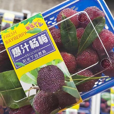 【蕞便宜】漳州高山杨梅约2.8斤（含篮），当天新鲜采摘，酸甜可口，没添加的，速度来约