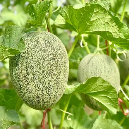 【特色爆品】青帝翡翠绿哈密瓜2.4-3.2斤/个（蜜瓜界王炸新品，下刀脆响，入口爆汁，从瓜心到瓜边全是甜）