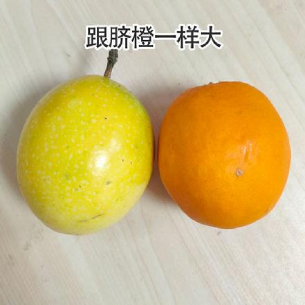 【蕞便宜】【巨无霸】黄金百香果(果王），约3个一斤，单果拳头大小，果肉超级多，维C丰富，果香浓郁 