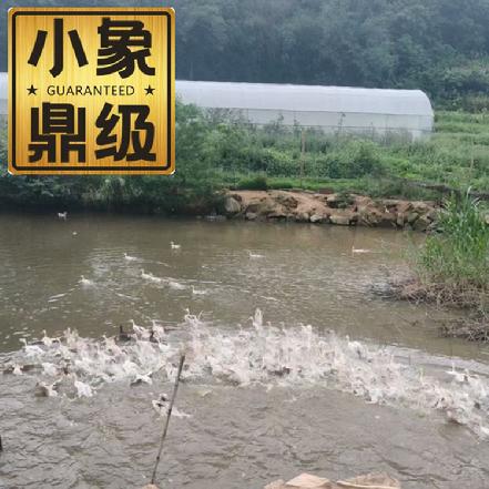 周三周六发货【吃无农药蔬菜】小象自养老水鸭母，约1.8-2斤/只，当日现杀，高山放养