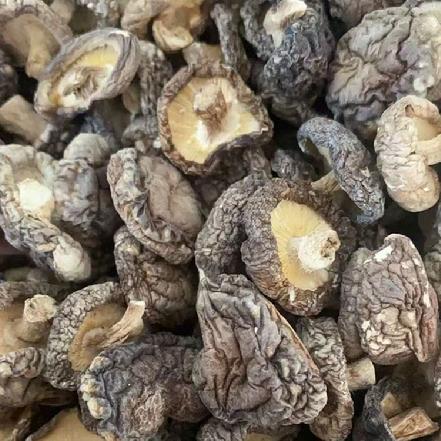 【农户直采】椴木珍珠小香菇250g，菇饼厚，味道鲜美，香气 沁人，营养丰富，素有“植物皇后”美誉 